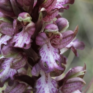 Photographie n°110134 du taxon Himantoglossum robertianum (Loisel.) P.Delforge [1999]