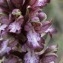  Jacques AYMAR - Himantoglossum robertianum (Loisel.) P.Delforge [1999]