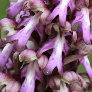 Photographie n°110135 du taxon Himantoglossum robertianum (Loisel.) P.Delforge [1999]