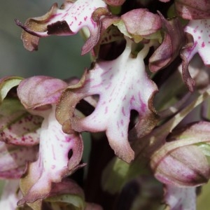 Photographie n°110136 du taxon Himantoglossum robertianum (Loisel.) P.Delforge [1999]