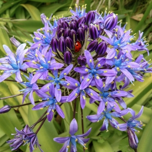 Scilla sicula Tineo (Scille du Pérou)