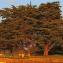  Marie  Portas - Cupressus macrocarpa Hartw. ex Gordon