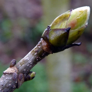 Photographie n°110152 du taxon Acer pseudoplatanus L. [1753]