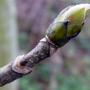 Photographie n°110153 du taxon Acer pseudoplatanus L. [1753]