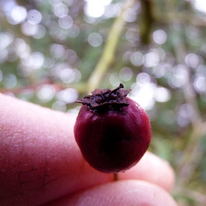 Photographie n°110154 du taxon Crataegus monogyna Jacq. [1775]