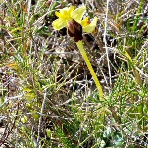 Photographie n°110215 du taxon Ophrys fusca Link [1800]