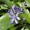  Florent Beck - Scilla lilio-hyacinthus L. [1753]