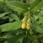  Florent Beck - Symphytum tuberosum subsp. tuberosum