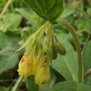 Symphytum tuberosum subsp. mediterraneum (W.D.J.Koch) P.Fourn. (Consoude à tubercules)