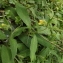  Florent Beck - Symphytum tuberosum subsp. tuberosum