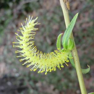 Photographie n°110336 du taxon Salix babylonica L. [1753]