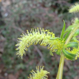 Photographie n°110338 du taxon Salix babylonica L. [1753]