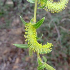 Photographie n°110340 du taxon Salix babylonica L. [1753]