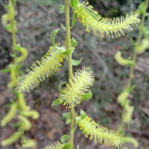 Photographie n°110343 du taxon Salix babylonica L. [1753]