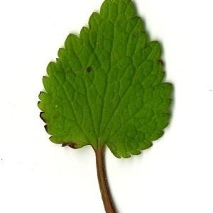 Photographie n°110398 du taxon Lamium purpureum L. [1753]