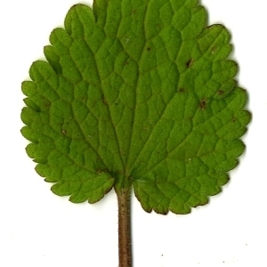 Photographie n°110399 du taxon Lamium purpureum L. [1753]