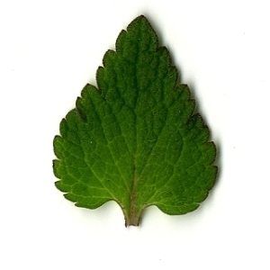 Photographie n°110403 du taxon Lamium purpureum L. [1753]