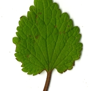 Photographie n°110406 du taxon Lamium purpureum L. [1753]