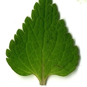 Photographie n°110416 du taxon Lamium purpureum L. [1753]