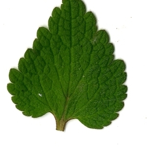 Photographie n°110419 du taxon Lamium purpureum L. [1753]