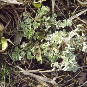 Photographie n°110450 du taxon Artemisia absinthium L. [1753]