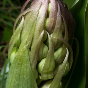 Photographie n°110502 du taxon Himantoglossum robertianum (Loisel.) P.Delforge [1999]