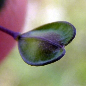 Photographie n°110503 du taxon Microthlaspi perfoliatum (L.) F.K.Mey.