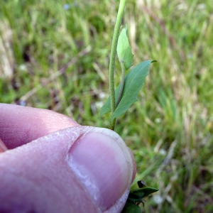 Photographie n°110507 du taxon Microthlaspi perfoliatum (L.) F.K.Mey.