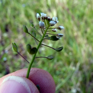 Photographie n°110509 du taxon Microthlaspi perfoliatum (L.) F.K.Mey.