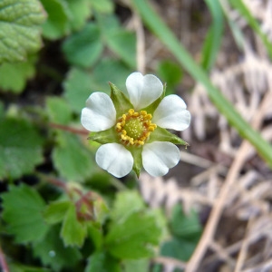 Photographie n°110513 du taxon Potentilla sterilis (L.) Garcke [1856]