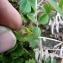  Emmanuel Stratmains - Potentilla sterilis (L.) Garcke [1856]