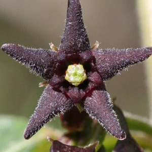 Vincetoxicum nigrum (L.) Moench (Dompte-venin noir)