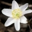  Jacques Maréchal - Anemone nemorosa L. [1753]