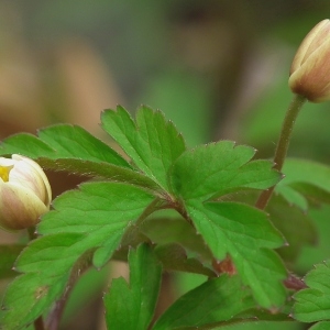 Photographie n°110528 du taxon Anemone nemorosa L. [1753]