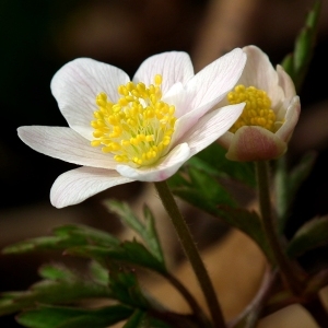 Photographie n°110529 du taxon Anemone nemorosa L. [1753]