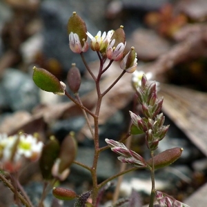 Photographie n°110530 du taxon Erophila verna (L.) Chevall. [1827]