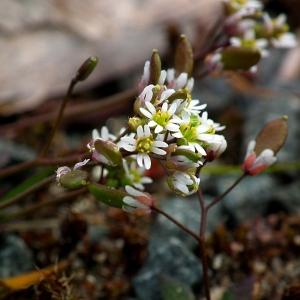 Photographie n°110531 du taxon Erophila verna (L.) Chevall. [1827]