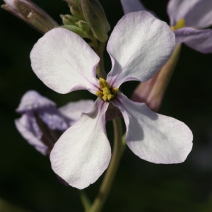 Moricandia arvensis (L.) DC. (Chou des champs)