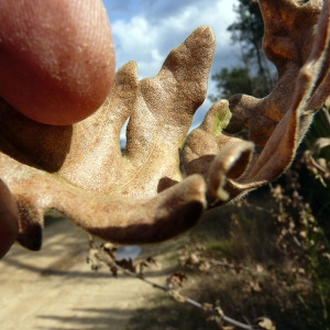 Photographie n°110549 du taxon Quercus cerris L. [1753]