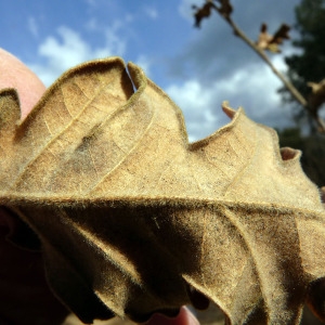 Photographie n°110551 du taxon Quercus cerris L. [1753]