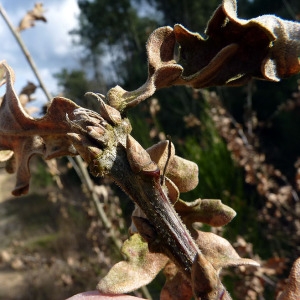 Photographie n°110552 du taxon Quercus cerris L. [1753]