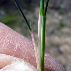 Photographie n°110566 du taxon Corynephorus canescens (L.) P.Beauv. [1812]