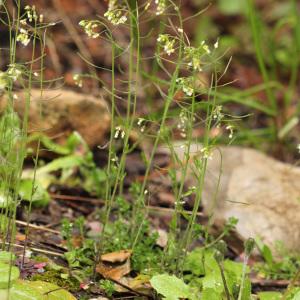 Photographie n°110589 du taxon Arabidopsis thaliana (L.) Heynh. [1842]