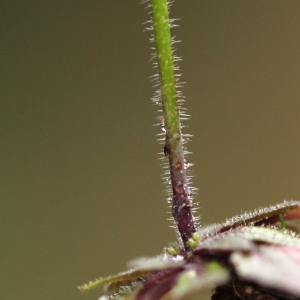 Photographie n°110590 du taxon Arabidopsis thaliana (L.) Heynh. [1842]