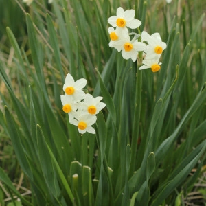 Photographie n°110594 du taxon Narcissus tazetta L. [1753]