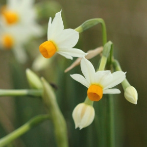 Narcissus tazetta L. (Narcisse à bouquet)
