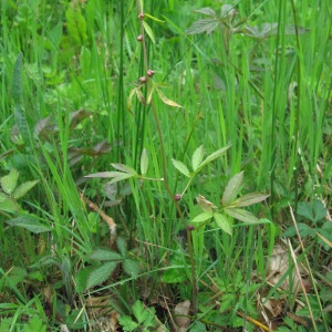  - Cardamine bulbifera (L.) Crantz [1769]