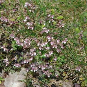 Photographie n°110607 du taxon Draba verna L. [1753]