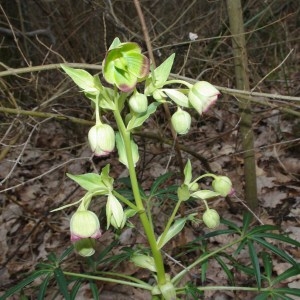 Photographie n°110609 du taxon Helleborus foetidus L. [1753]