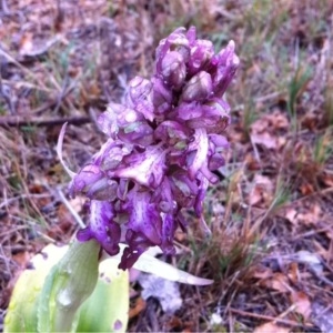 Photographie n°110615 du taxon Himantoglossum robertianum (Loisel.) P.Delforge